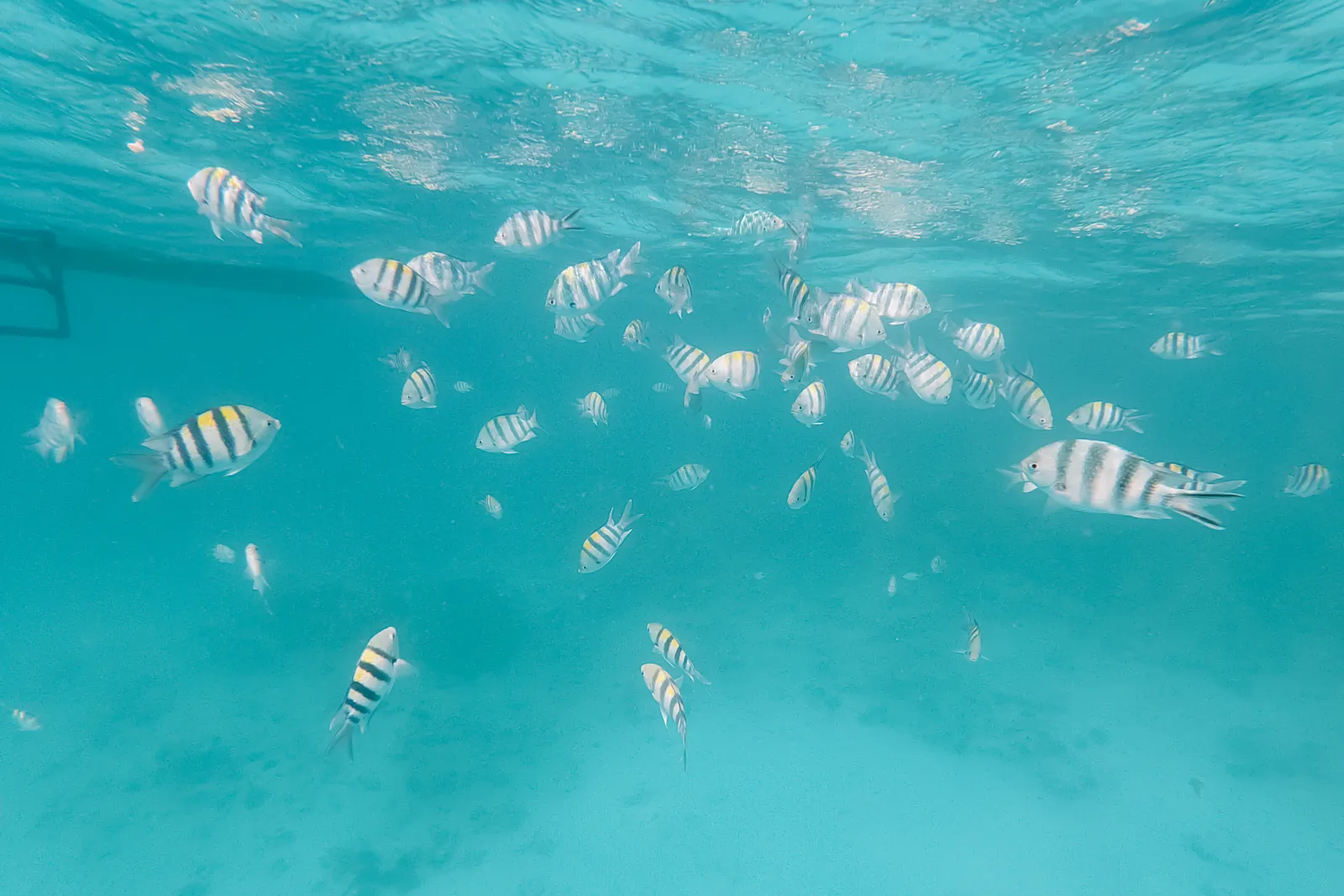 Plongée et snorkeling