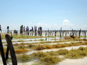 Zanzibar - ferme aux algues (9)