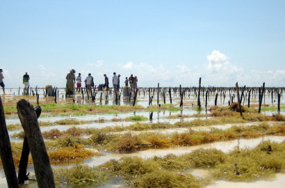 Zanzibar - ferme aux algues (9)
