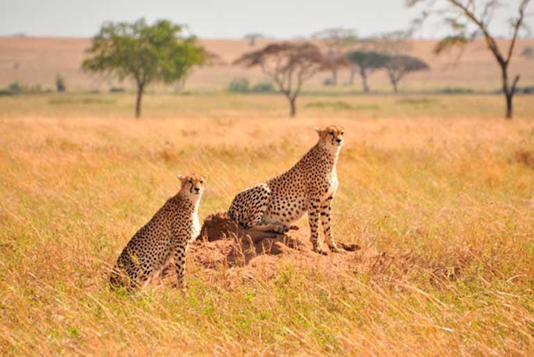 Parcs Nord De La Tanzanie Zanzibar Voyage 