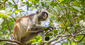 Le Parc national de Jozani